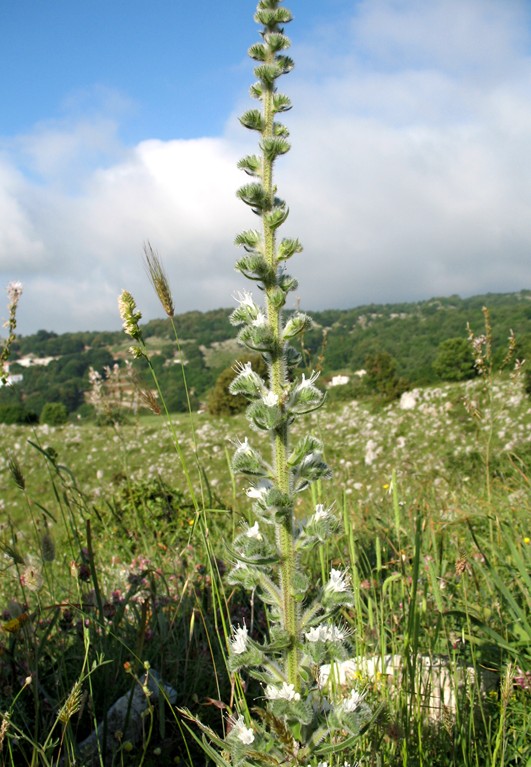 Echium italicum /  Viperina maggiore
